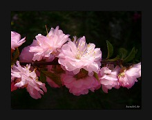 Mandelblüte
