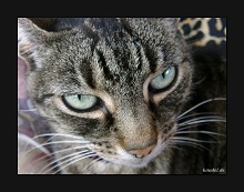 Tigerkatze