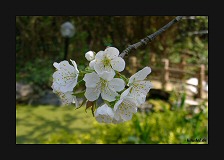 Kirschblüte