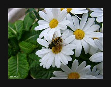 Magritten mit Biene