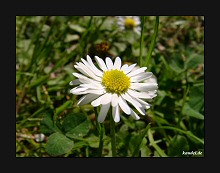 Gänseblümchen
