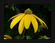 Blüte