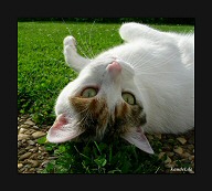 Katze