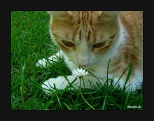 Katze mit Gänseblümchen