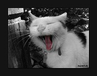 Color-Key - Katze