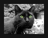 Color-Key - Katze