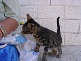Ayvalik - kleine Katze