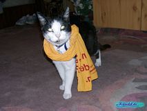 Ökumenischer Kater