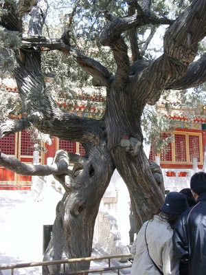 Peking - Verbotene Stadt