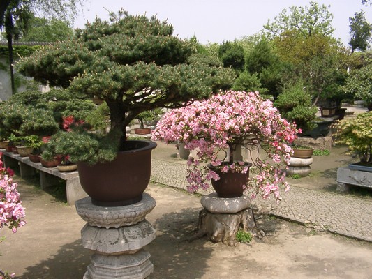 Shanghai - Suzhou Lingering Garden