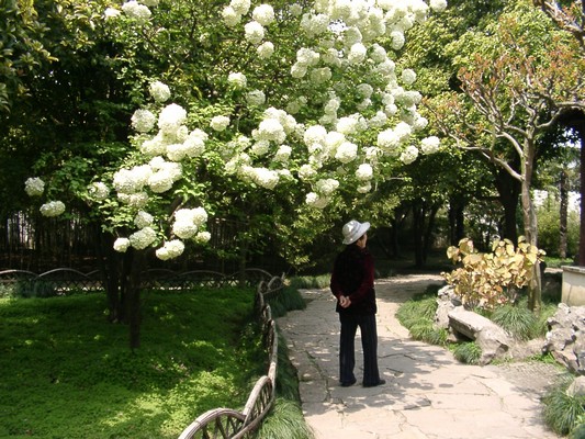 Shanghai - Suzhou Lingering Garden