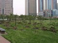 Nein, Baumanplanzungen im Lujiazui Garten.