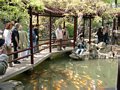 die übliche Zickzackbrücke über einen Goldfischteich