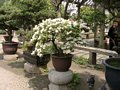Bonsai Garten