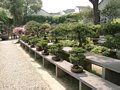 Bonsai Garten