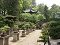 Bonsai Garten