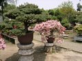 Bonsai Garten