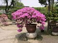 Bonsai Garten