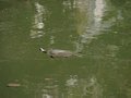 eine Wasserschildkröte